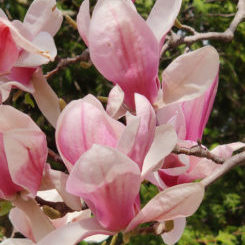 GS-Ltr-2021-Apr-IMG_20210414_134603